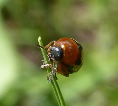 Cryptocephalus viridiceps