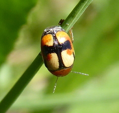 Cryptocephalus viridiceps