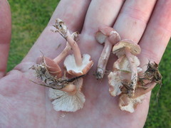 Calocybe carnea