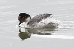 Podiceps occipitalis