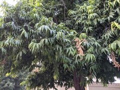 Mangifera indica