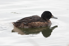 Heteronetta atricapilla