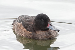 Heteronetta atricapilla