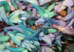 Polyrhachis bihamata