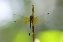 Macrothemis inequiunguis