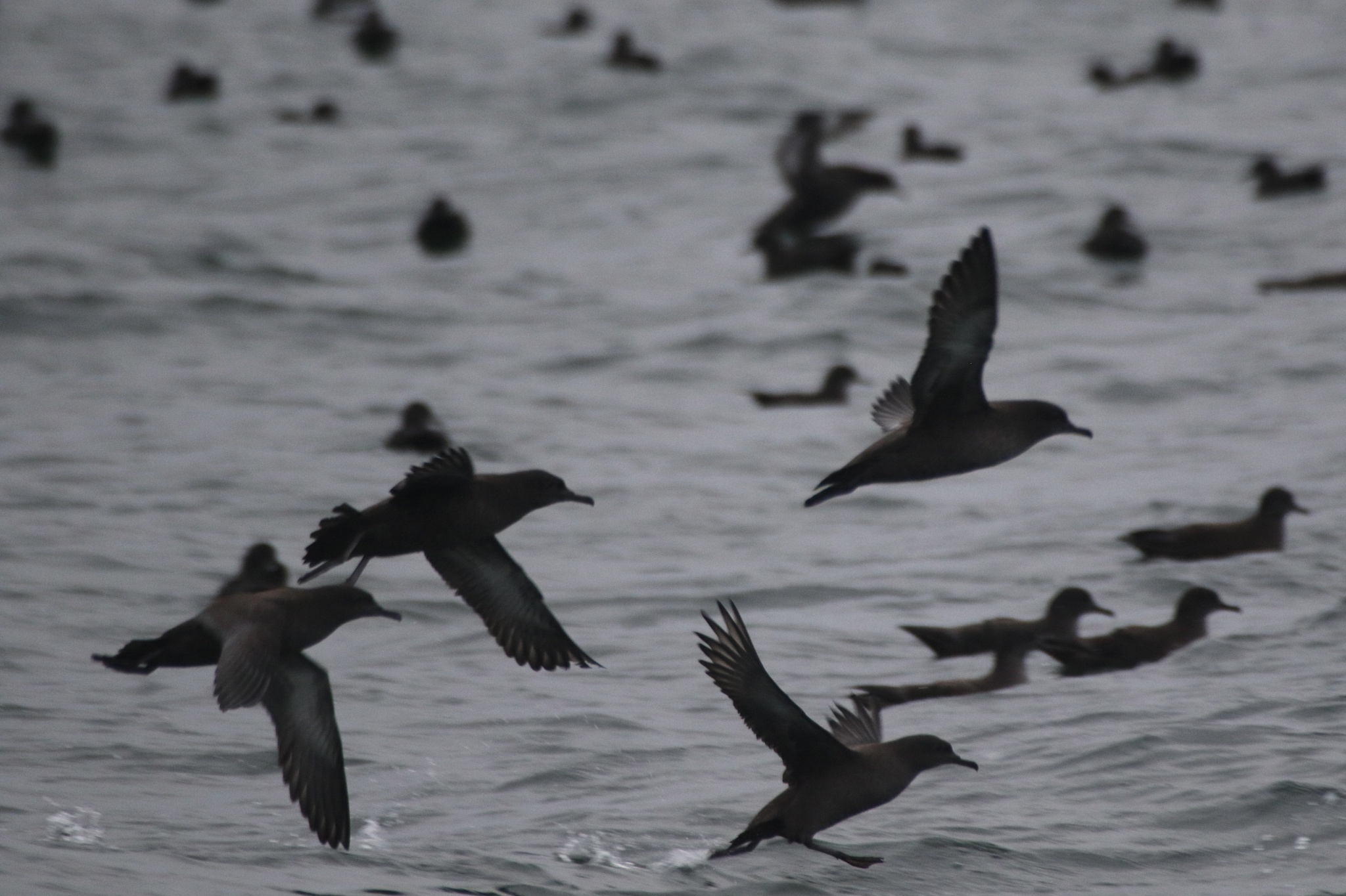 Sooty Shearwater
