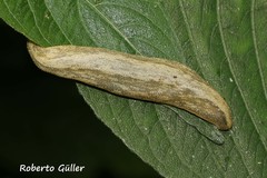 Vaginulus taunaisii