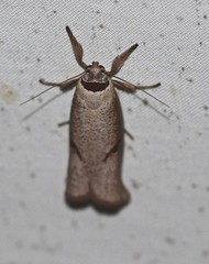 Pilostibes stigmatias