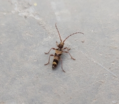 Anaglyptus longispinis