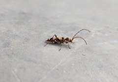 Anaglyptus longispinis