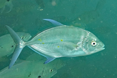 Ferdauia orthogrammus