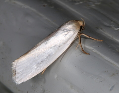 Xylorycta argentella