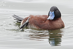 Oxyura ferruginea
