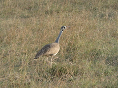 Eupodotis senegalensis