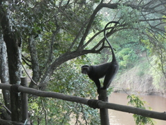 Cercopithecus mitis stuhlmanni