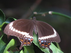 Papilio fuscus
