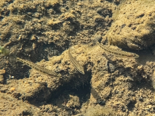 Longhead darter (Percina macrocephala) — Percidae — 4