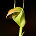 Pterostylis acuminata - Photo (c) photobitz,  זכויות יוצרים חלקיות (CC BY-NC-ND)