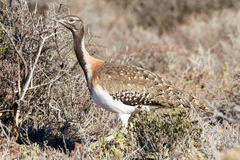 Ludwig's Bustard photo 3