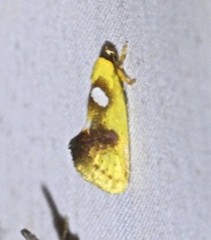 Aristeis hepialella