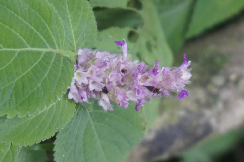 Achyrospermum densiflorum (Achyrospermum densiflorum)