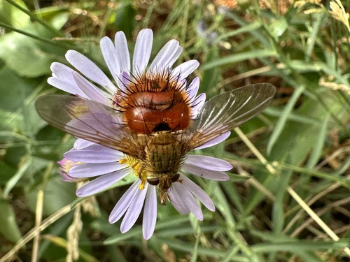 Unknown species found near Teton County, WY, USA