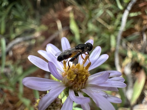 Unknown species found near Teton County, WY, USA