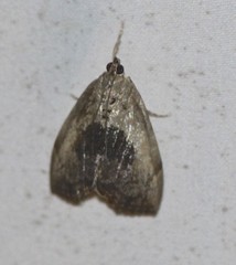 Crocidolomia suffusalis