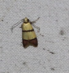 Heteroteucha distephana