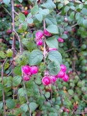 Symphoricarpos × chenaultii