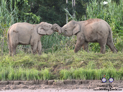 Elephas maximus borneensis