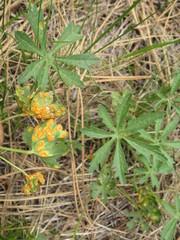 Puccinia malvacearum