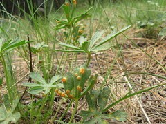 Puccinia malvacearum