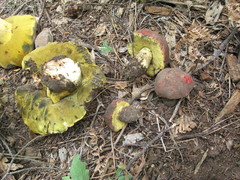 Butyriboletus primiregius