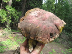 Butyriboletus primiregius
