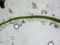 Microcoleoideae