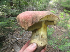 Butyriboletus primiregius
