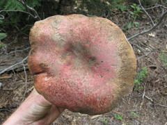 Butyriboletus primiregius