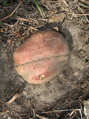 Butyriboletus primiregius