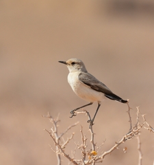 Emarginata tractrac