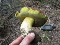 Butyriboletus primiregius