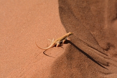 Meroles cuneirostris