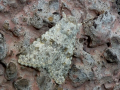 Polymixis rufocincta