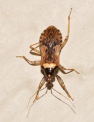 Prostemmatinae