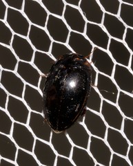 Platynectes