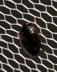 Platynectes