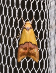 Hemibela oxyptera