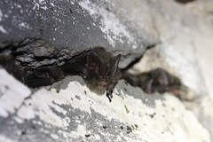 Barbastella barbastellus