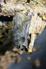 Barbastella barbastellus