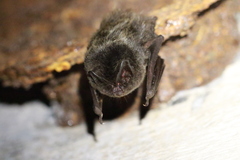 Barbastella barbastellus